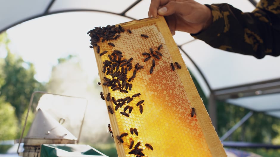 Rohes Bienenwachs wird in einem Tuch gefiltert und gereinigt